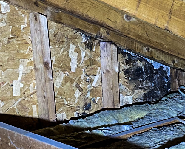 Significant mold growth on attic rafters and plywood following an undetected roof leak