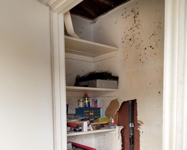Black mold growth in a rental apartment unit that triggers landlord remediation obligations