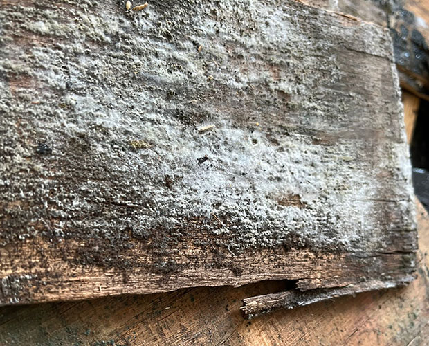 White mold growth on a damp wall surface, showing its powdery, thread-like texture