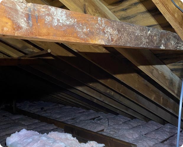 Mold growth spreading across attic roof sheathing and rafters