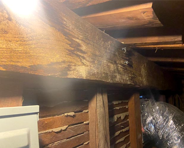 Extensive mold growth on wooden joists and insulation inside a home's crawl space
